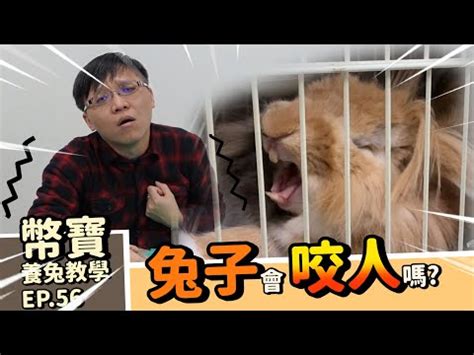 兔子生氣不理人|【兔子生氣不理人】可愛兔子生氣不理人！惹毛牠竟有超可怕後。